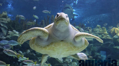 Aquaria KLCC